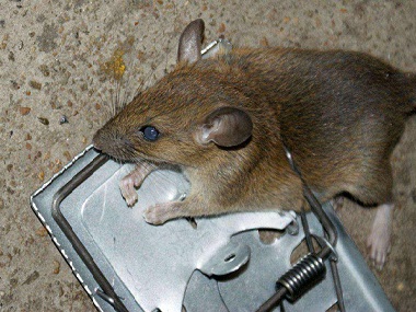 天河鼠类控制专家如何预防餐厅鼠害、灭鼠