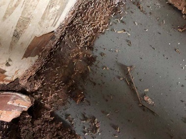 番禺灭治白蚁站白蚁是怎样毁坏钢筋混凝土的