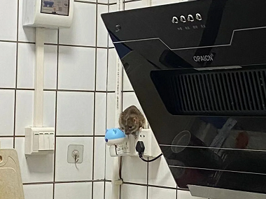 海珠病媒生物防控所：厨房灭鼠如何放置灭鼠夹