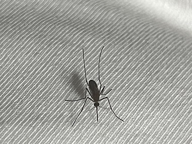 越秀控制蚊虫公司社区蚊子大作战,你参与了吗?